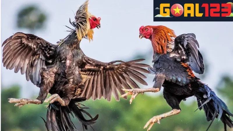 Đá Gà Goal123 - Hướng Dẫn Từng Bước Chơi Cá Cược Dễ Dàng 2 Giới thiệu về Đá gà Goal123